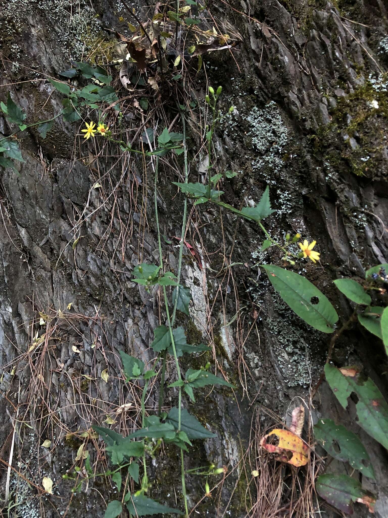 Plancia ëd Senecio scandens var. crataegifolius (Hayata) Kitam.