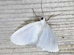 Image of White Spring Moth