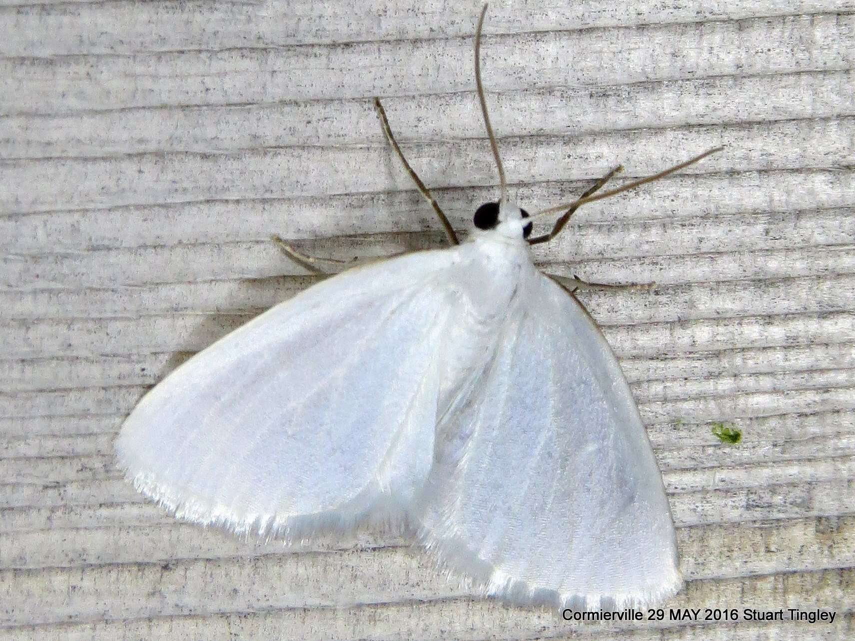 Image of White Spring Moth