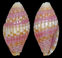 Image of Anarithma purpurata (Chino & Stahlschmidt 2009)