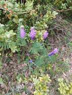 Imagem de Vicia cracca subsp. incana (Gouan) Rouy