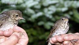 Image of Bicknell's thrush