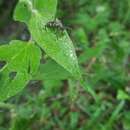 Image of Rhagium (Megarhagium) fasciculatum Faldermann 1837