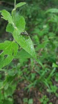 Image of Rhagium (Megarhagium) fasciculatum Faldermann 1837