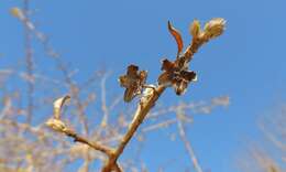 Imagem de Hugonia orientalis Engl.