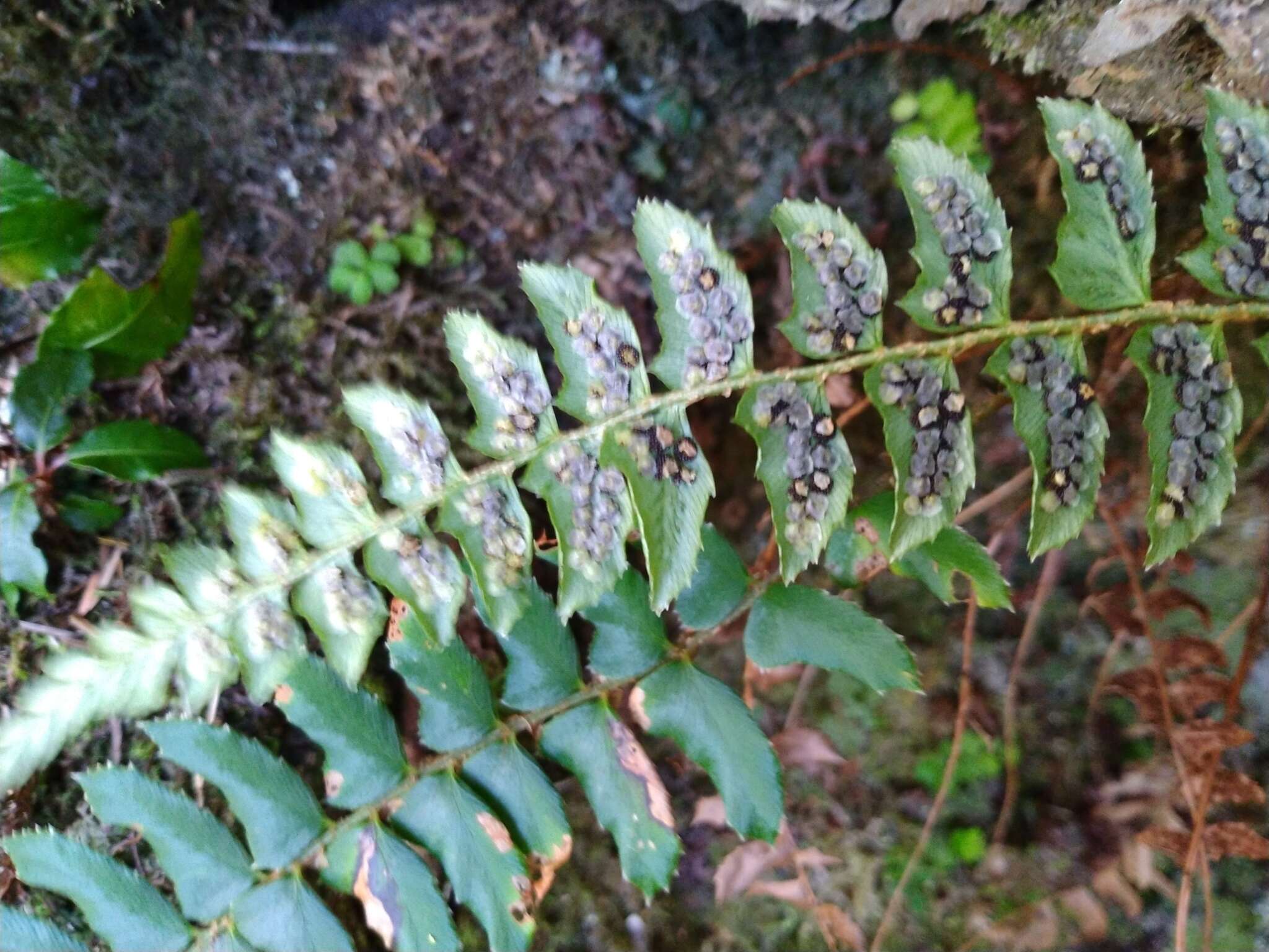 Imagem de Polystichum nepalense (Spreng.) C. Chr.