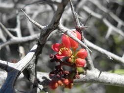 Image of Castela peninsularis Rose