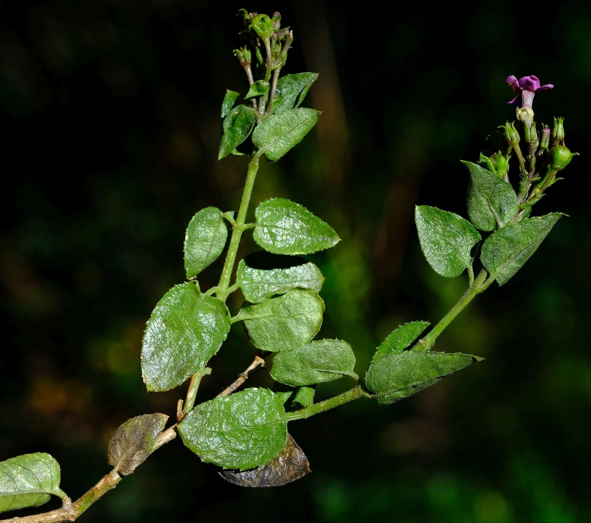 Image of Teedia pubescens Burch.