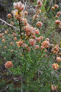 Image of Oxylobium ellipticum (Vent.) R. Br.