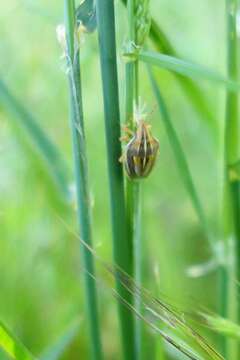 Image of Wheat stink bug