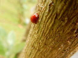 Image of Lady beetle