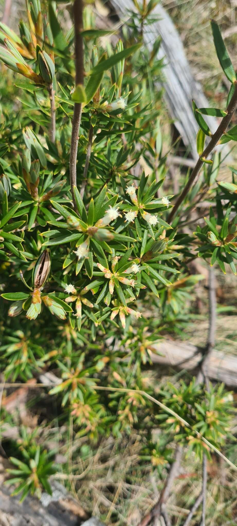 Imagem de Cyathodes glauca Labill.