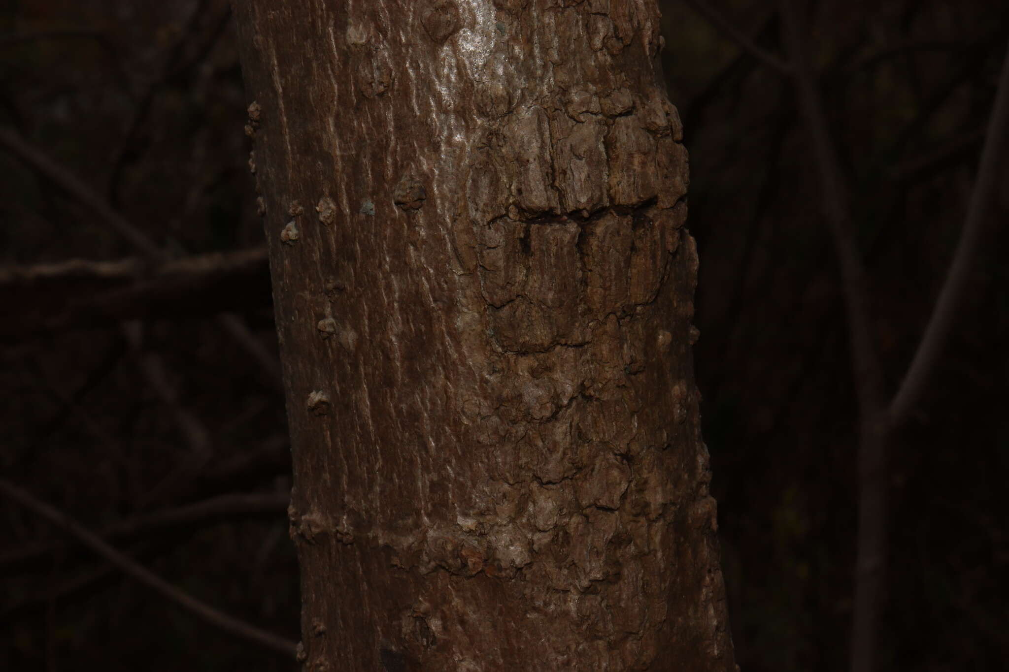 Image of Sinclairia glabra var. hypoleuca (Greenm.) B. L. Turner