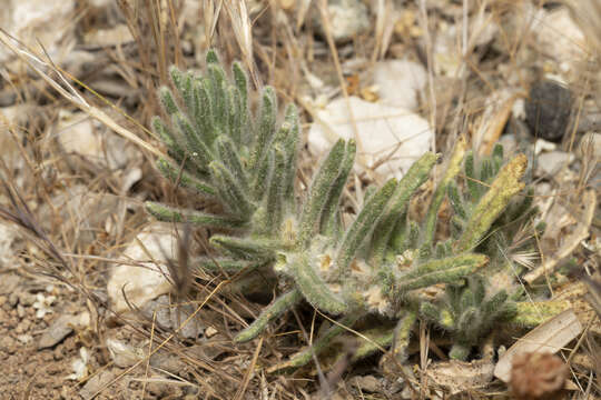 Слика од Ajuga iva (L.) Schreb.