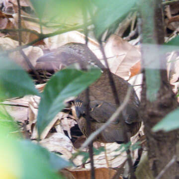 Image of Eared Pitta