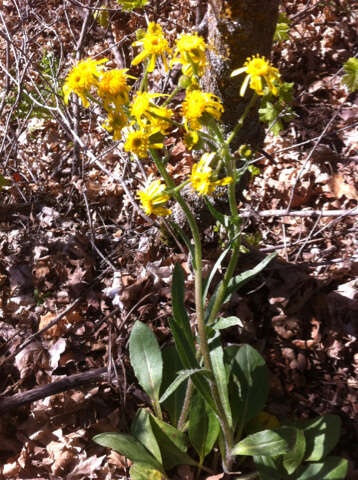 Image of lambstongue ragwort