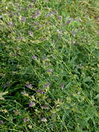 Image of alfalfa