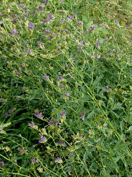 Image of alfalfa