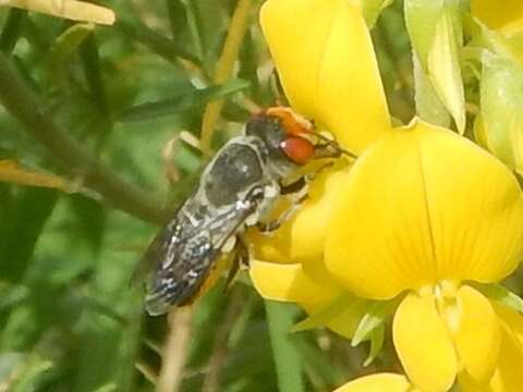 Image of Megachile aurifrons Smith 1853