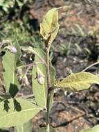 Image de Solanum campylacanthum Hochst. ex A. Rich.