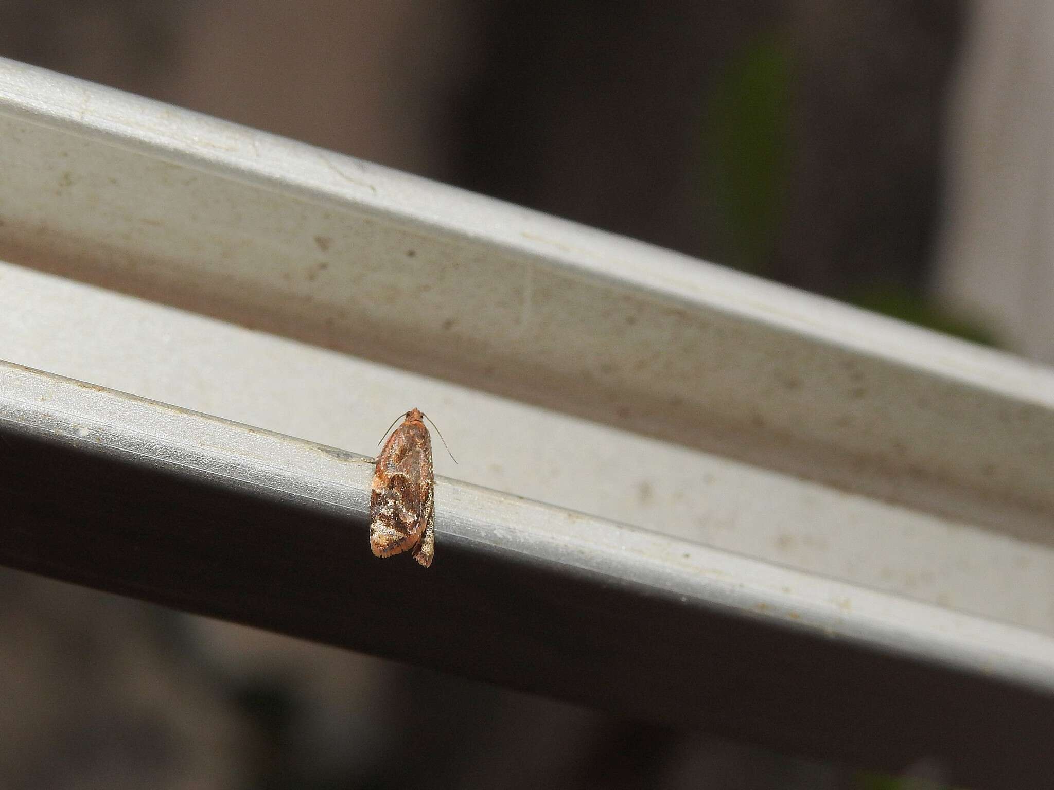 Image of red-barred tortrix