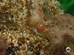 Image of Germain&#39;s blenny