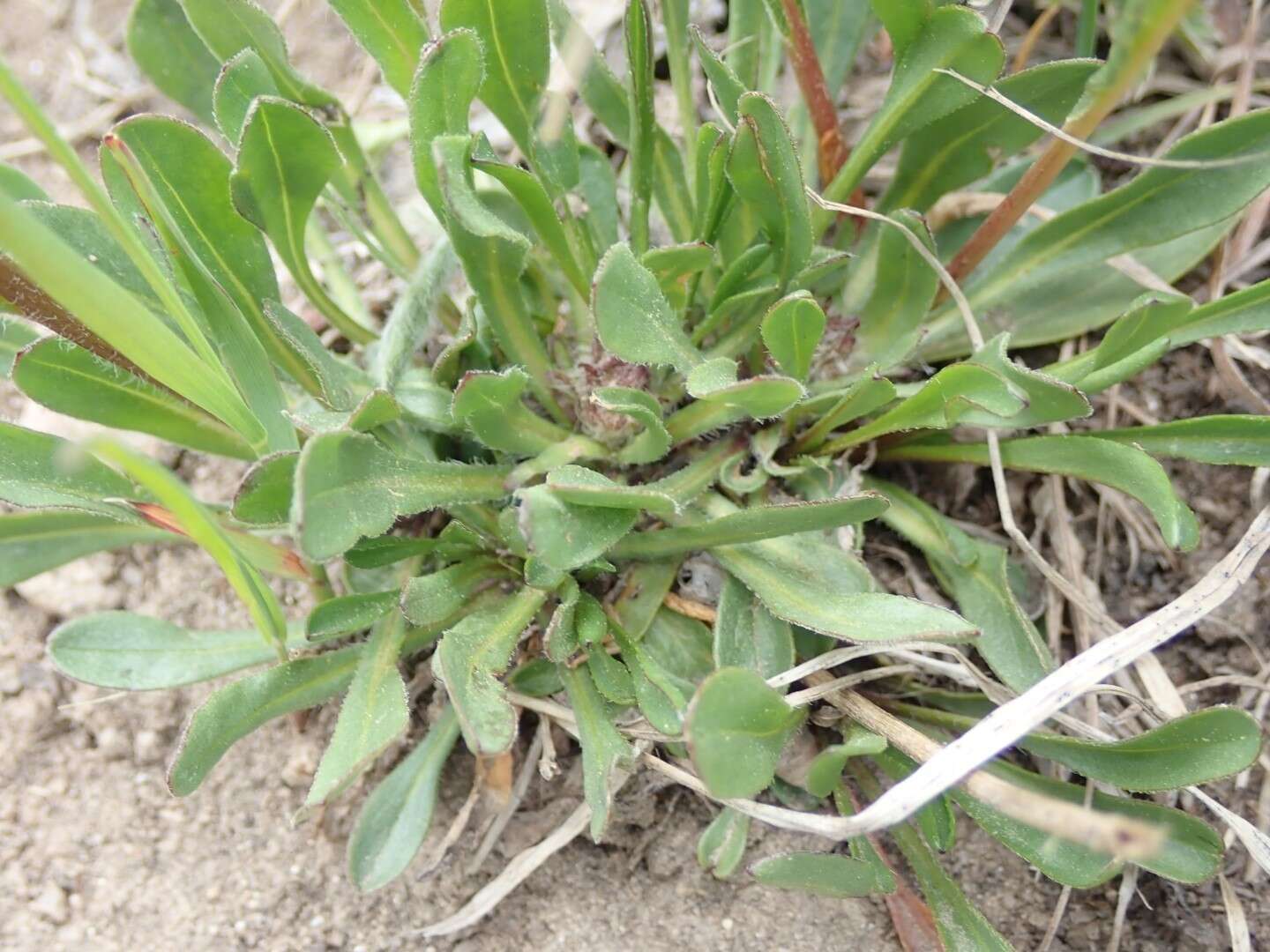 Image of largeflower fleabane