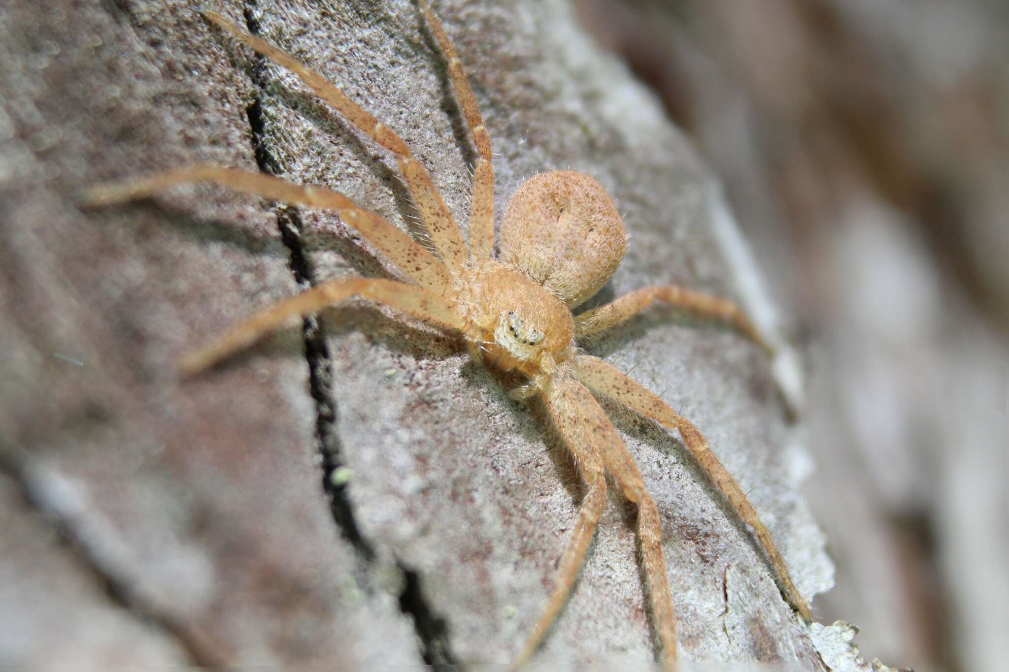 Image of Philodromus fuscomarginatus (De Geer 1778)