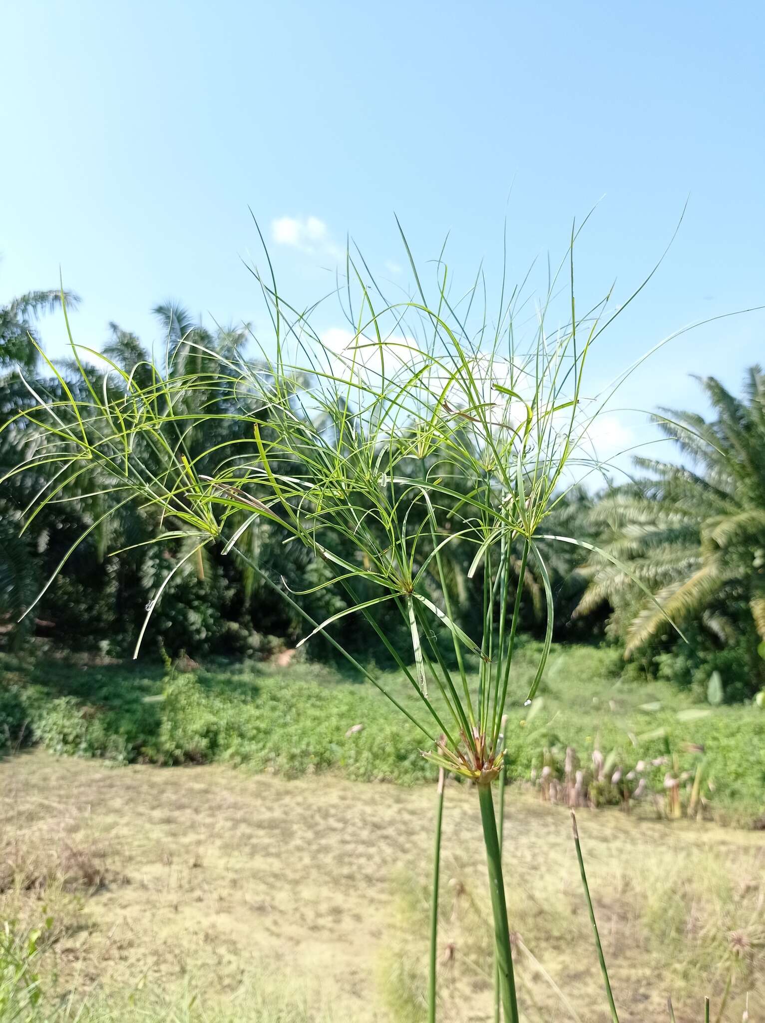 Cyperus giganteus Vahl的圖片