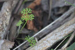 Imagem de Daucus glochidiatus (Labill.) Fischer, C. Meyer & Ave Lall.