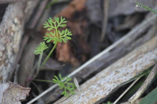 Image of Daucus glochidiatus (Labill.) Fischer, C. Meyer & Ave Lall.