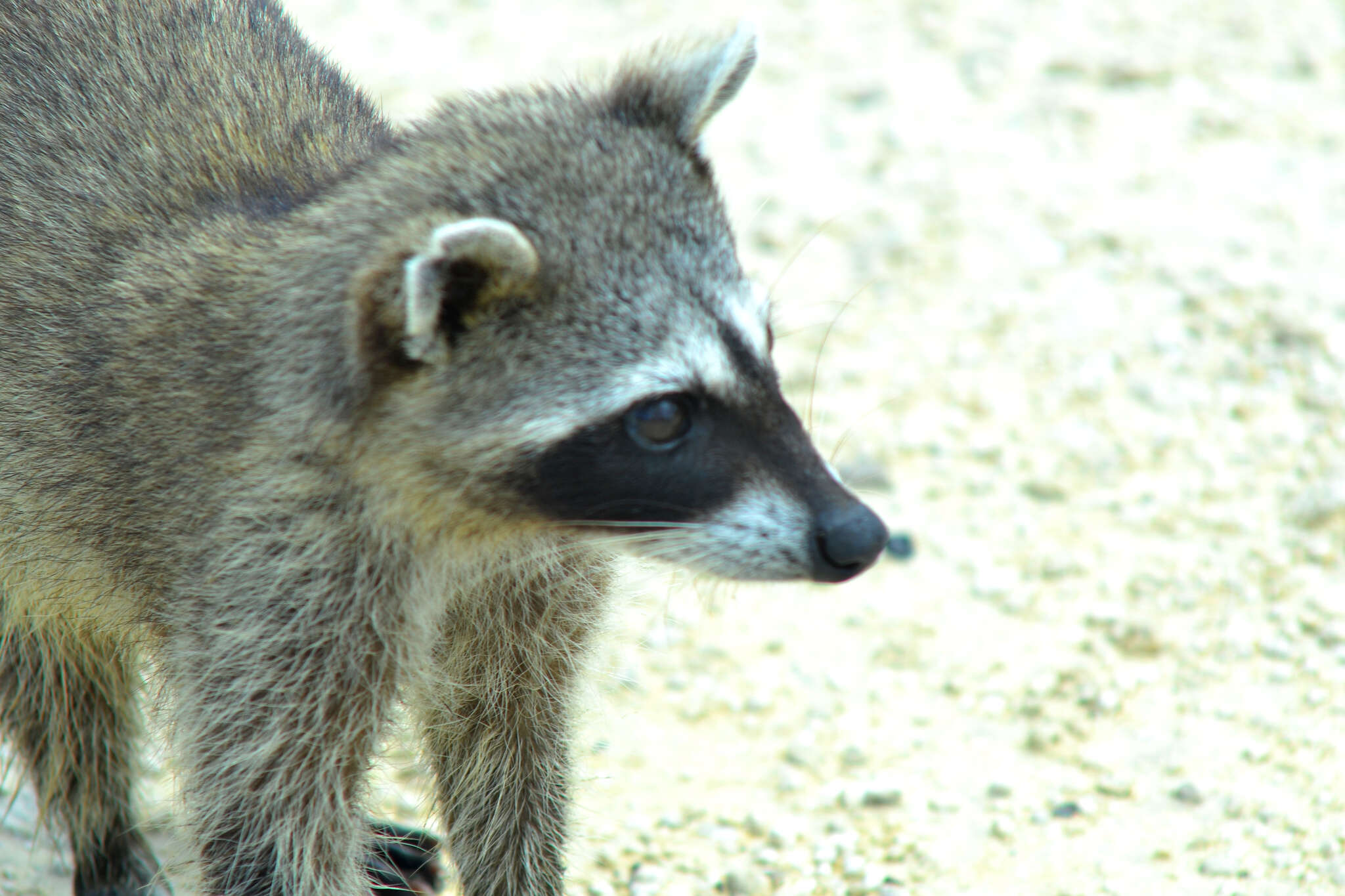 Image of Cozumel Island Raccoon