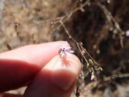 Plancia ëd Lessingia micradenia var. glabrata (Keck) Ferris