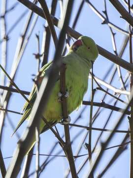 Image of Ring-necked Parakeet