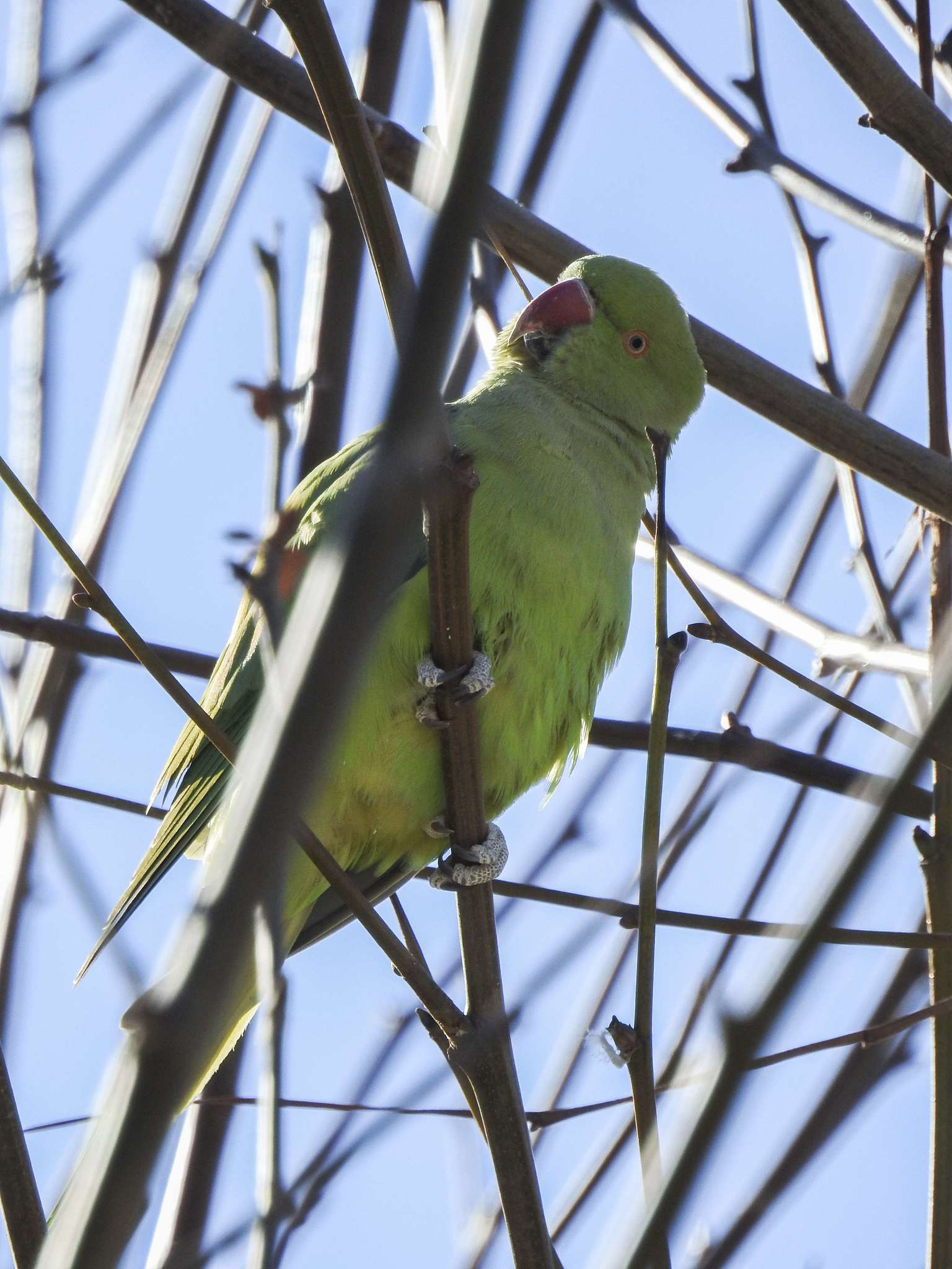 Image of Ring-necked Parakeet