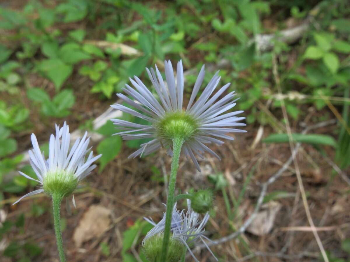 Image of eastern daisy fleabane