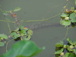 Image of Spotted snakehead