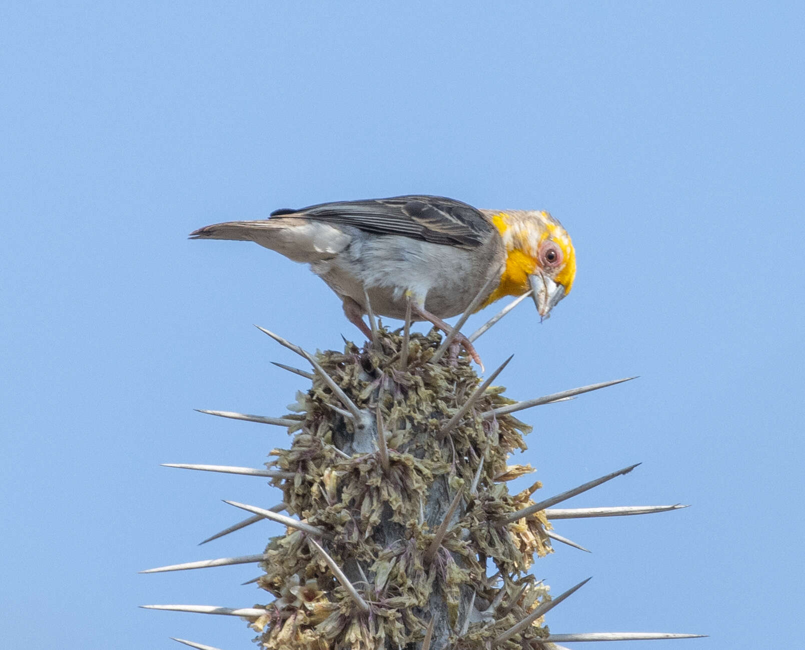 Image of Sakalava Weaver