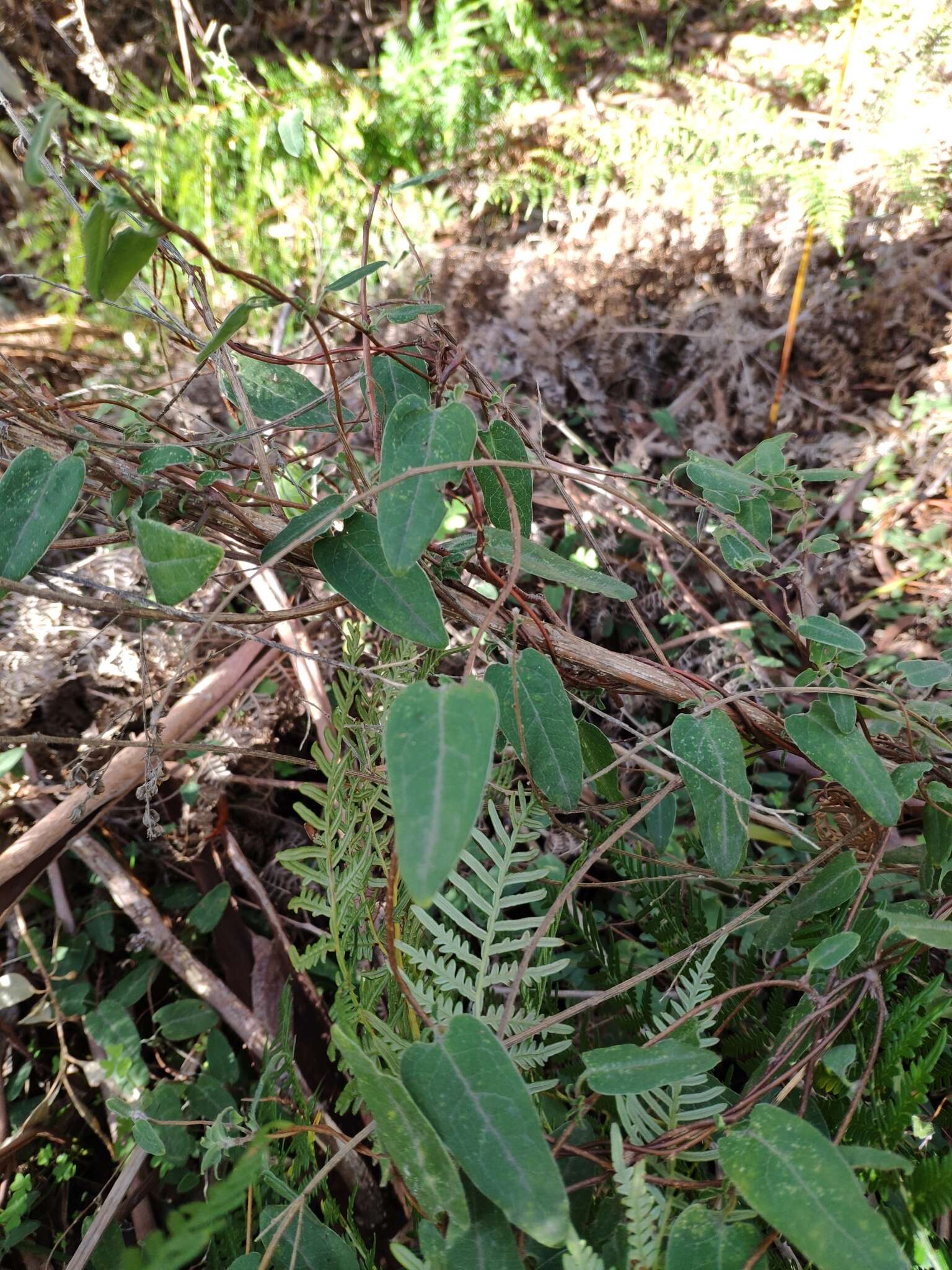 Слика од Marianthus bignoniaceus F. Müll.