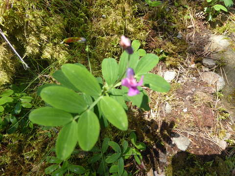 Plancia ëd Lathyrus linifolius (Reichard) Bassler