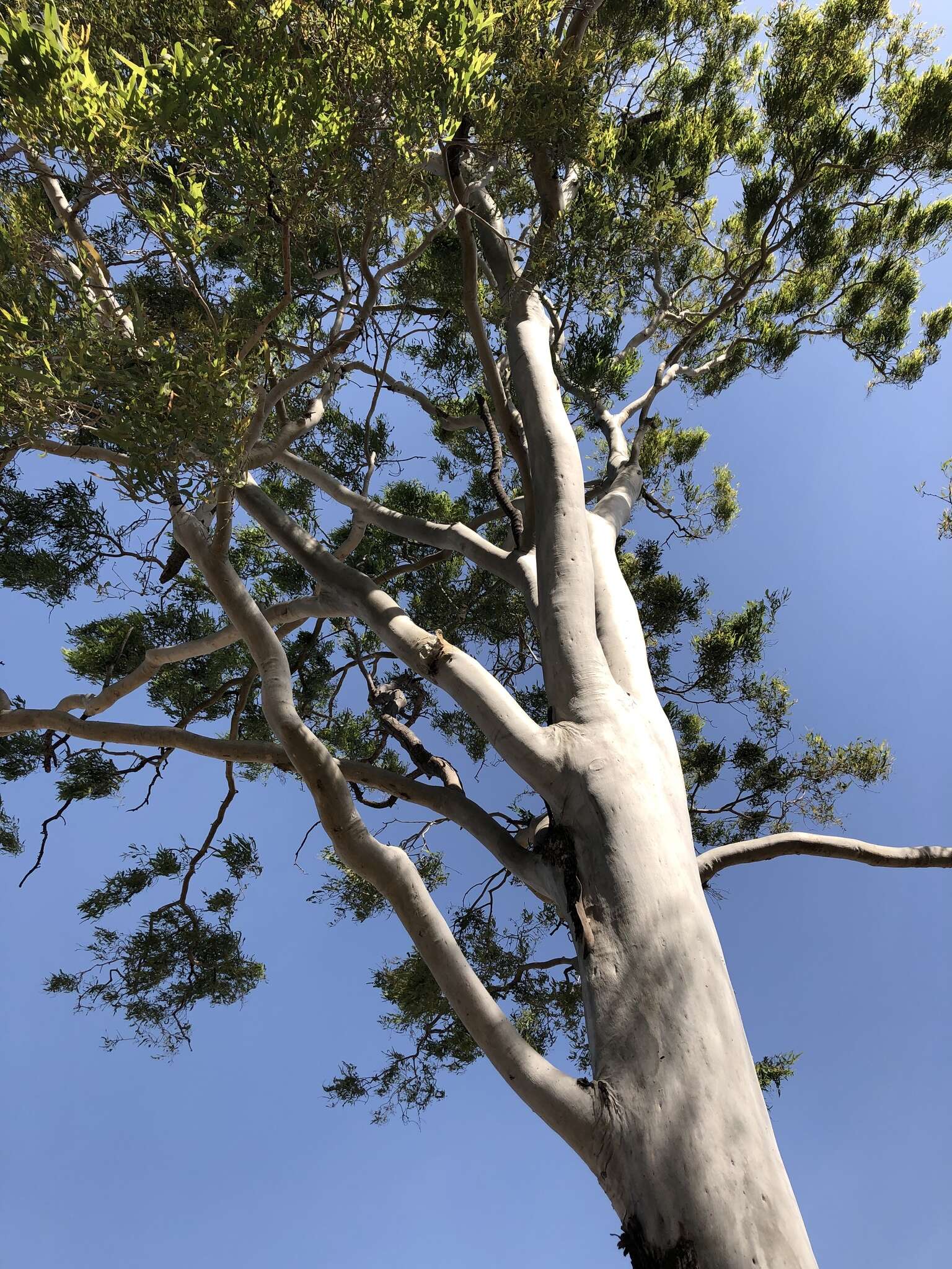 Image of Corymbia tessellaris (F. Müll.) K. D. Hill & L. A. S. Johnson