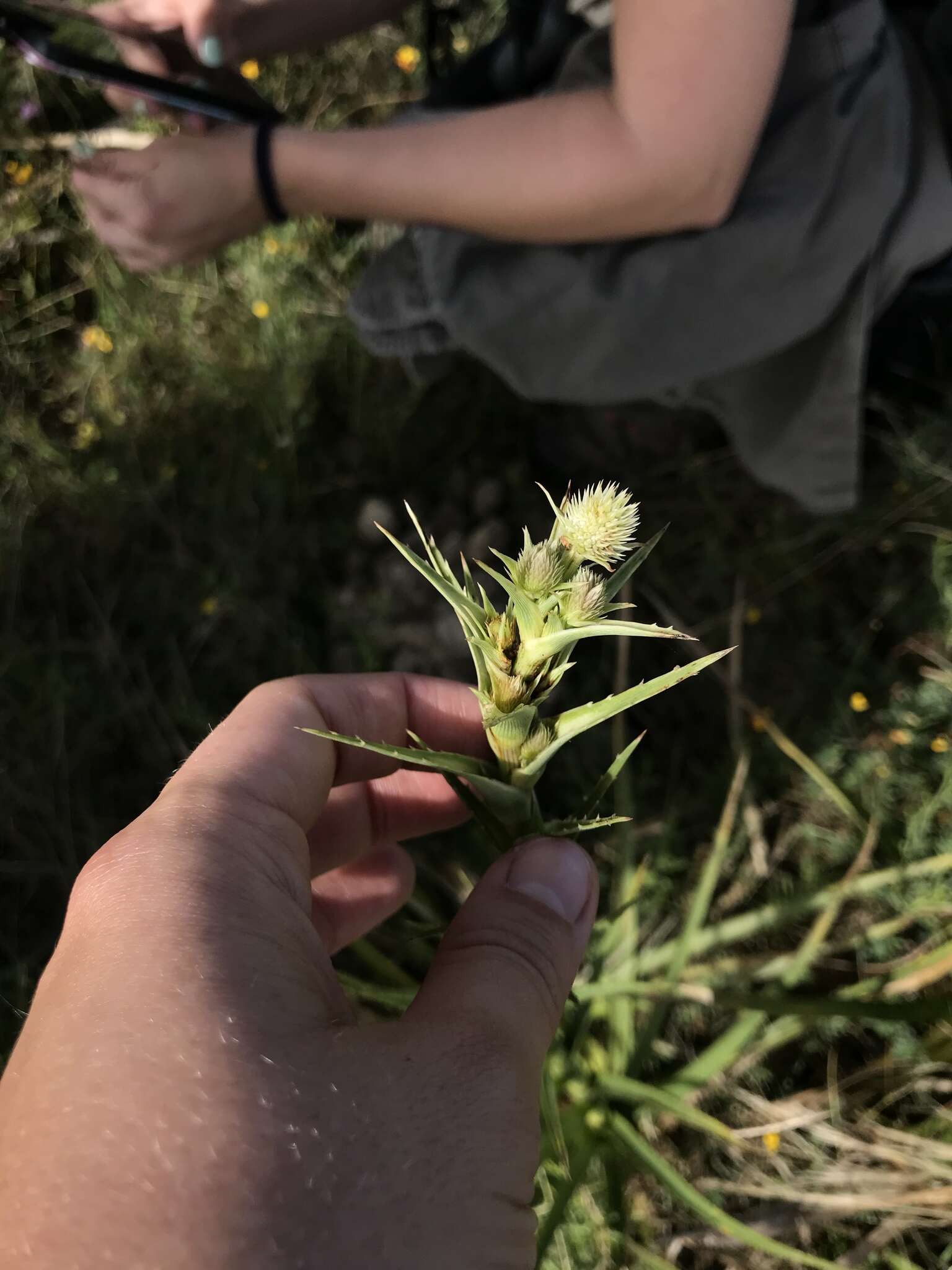 Imagem de Eryngium humboldtii Delar.