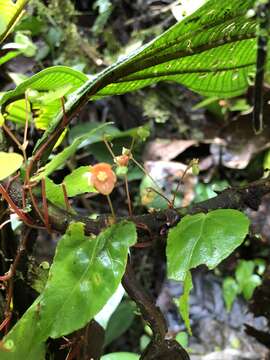 Image of Begonia secunda L. B. Sm. & Wassh.