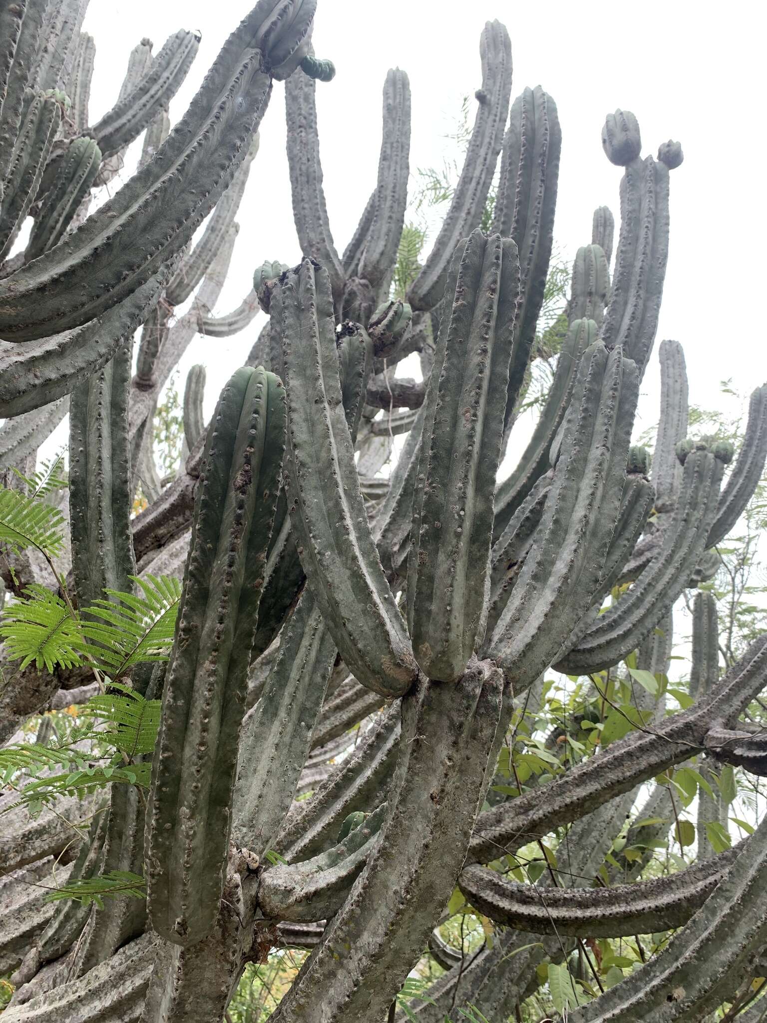 Plancia ëd Browningia altissima (F. Ritter) Buxb.