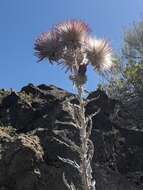 Слика од Cirsium occidentale var. candidissimum (Greene) J. F. Macbr.