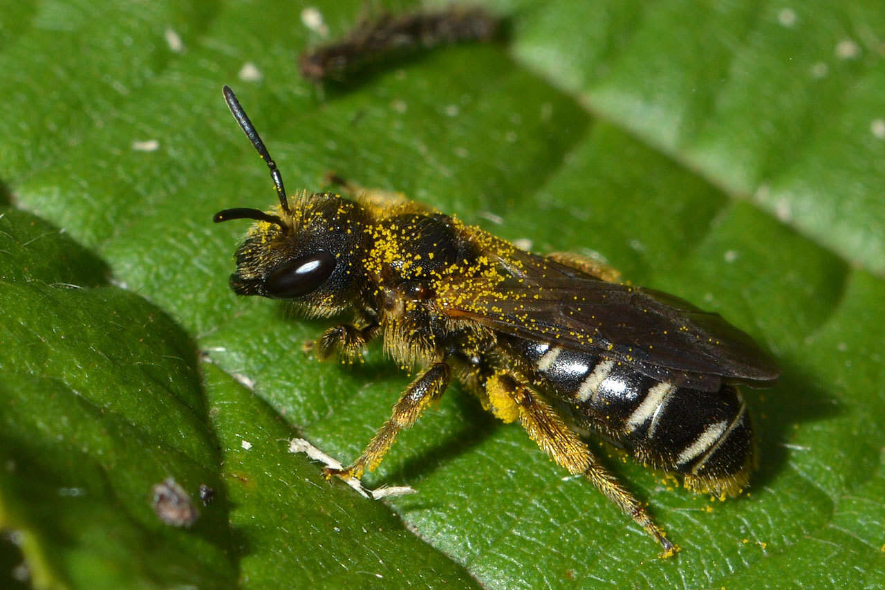 Image of Halictus quadricinctus (Fabricius 1776)