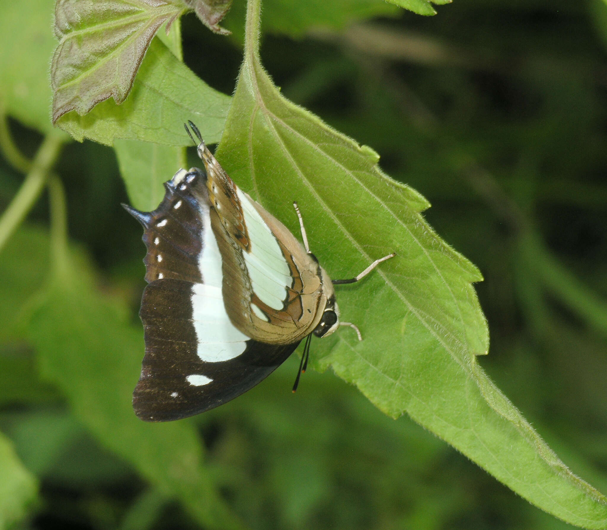 Image of Polyura arja Felder 1866