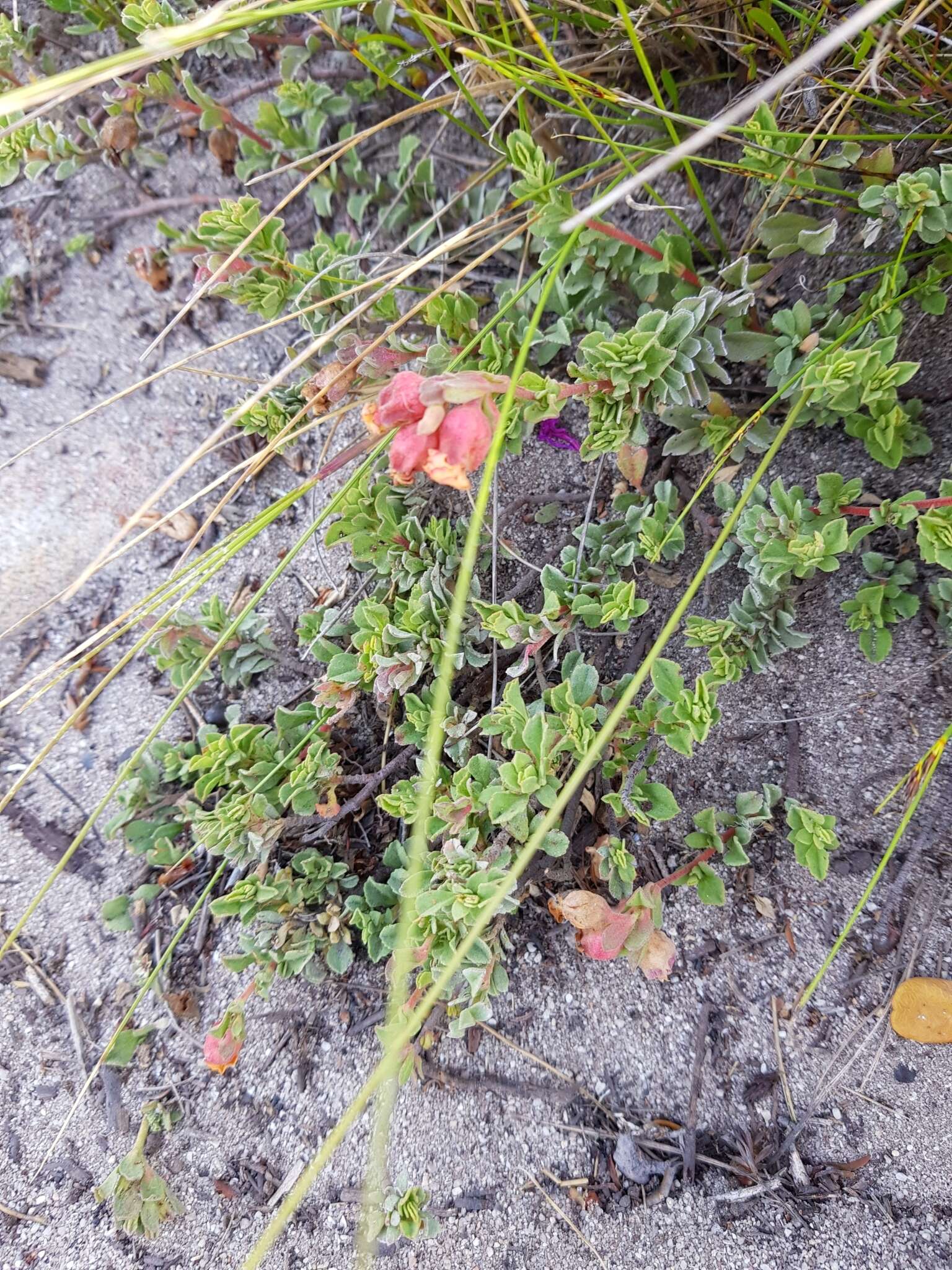 Hermannia ternifolia C. Presl的圖片