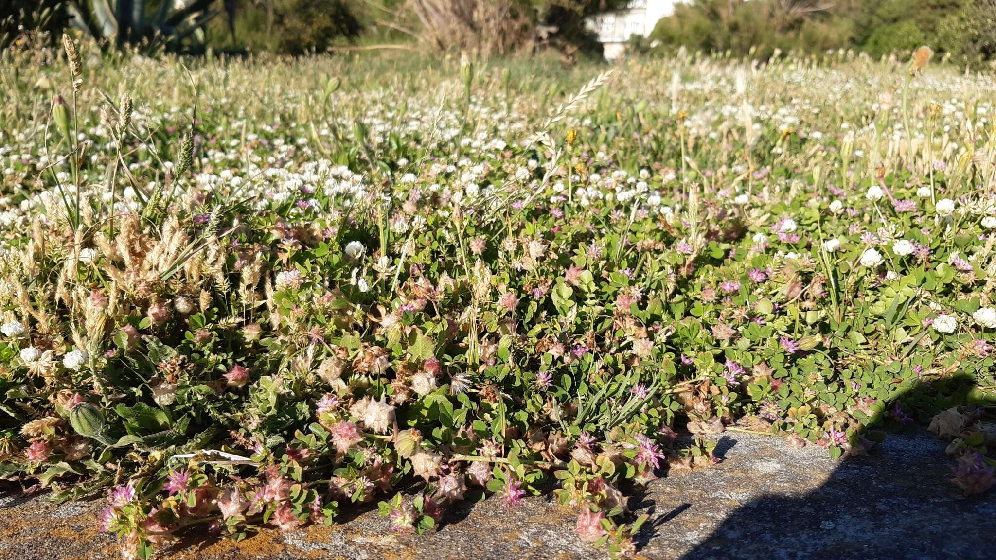 Imagem de Trifolium resupinatum var. resupinatum