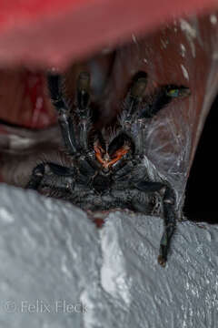 Image of Ecuadorian Purple Tarantula